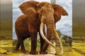 Africa Collection Launches Guided Journeys Brochure