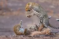 Dream Safari Season Commences at Botswana’s Mashatu