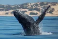Discover Mozambique’s Marine Big Five