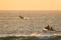 Inside Indian Ocean’s Last Quiet Whale Corridor