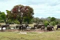 Tembe Elephant Park to Host Elephant Workshop